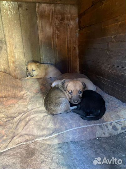 Отдам бесплатно щенки