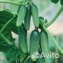 Продам, домашние огурцы