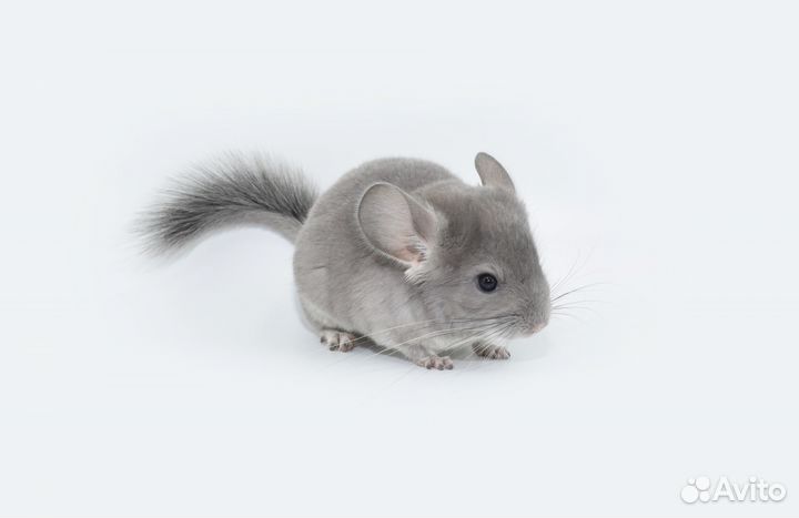 Шиншиллы молодые. Большой выбор
