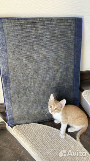 Дезинфицирующие коврики