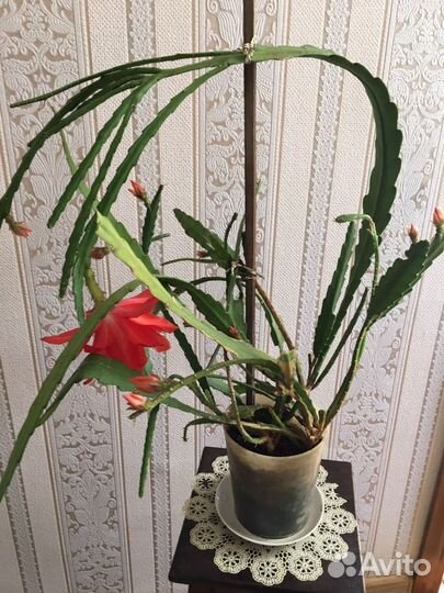 Эпифиллумы