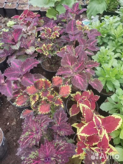 Колеус вегетативный 6 разновидностей
