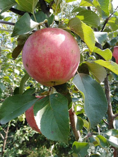 Крупномеры