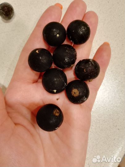 Саженцы чёрной смородины