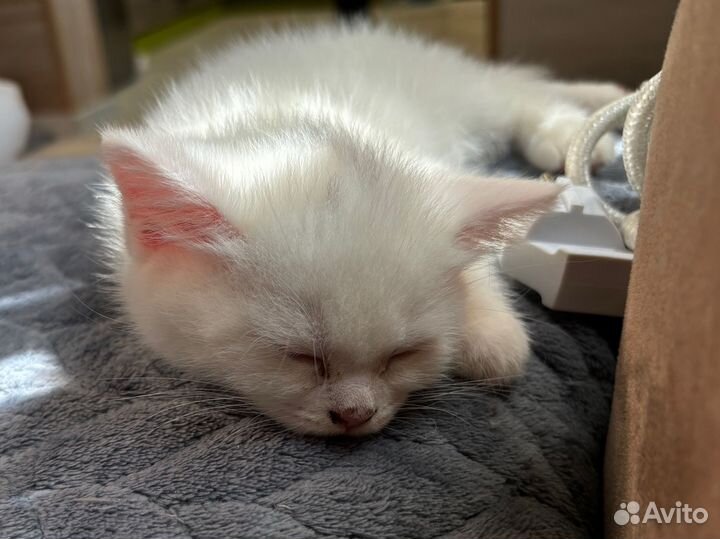 Британские котятки