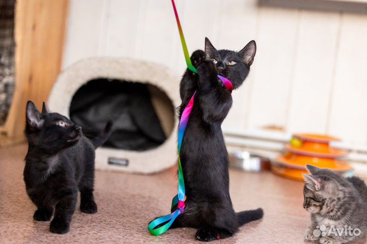 Черные коты к удаче