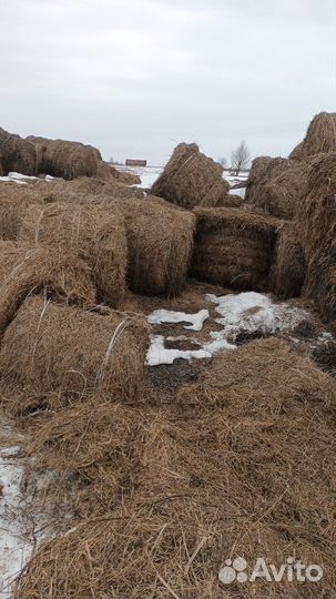 Ягнята и сена