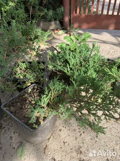 Саженцы можжевельника