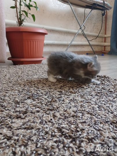 Чистокровные котята Курильского бобтейла