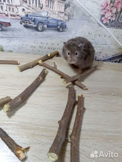 Сирийские хомяки