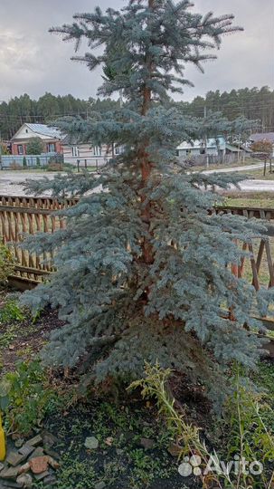 Голубая ель