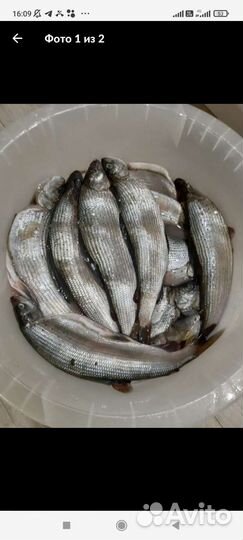 Хариус Ангарский малосольный