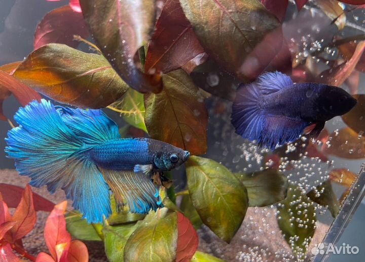 Рыбка петушок