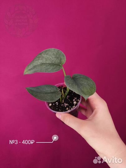 Сциндаптус Сильвер Хиро/Scindapsus Silver Hero