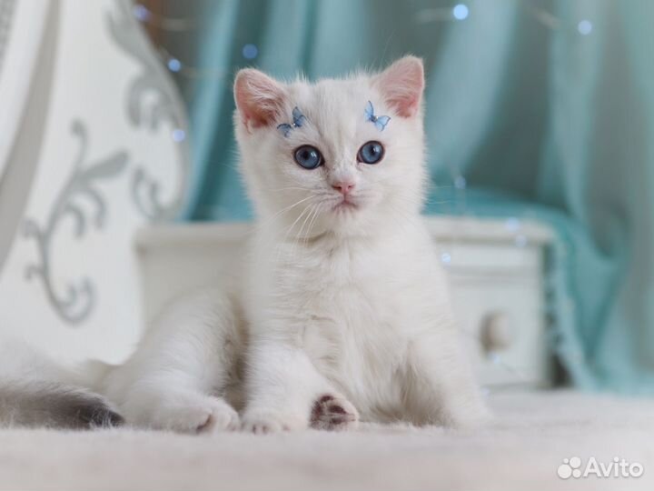 Британские котята