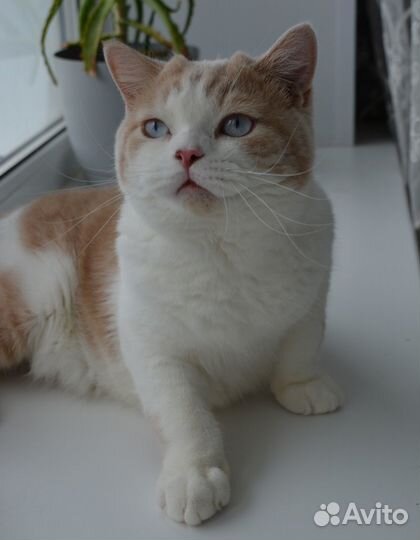 Голубоглазый Британец