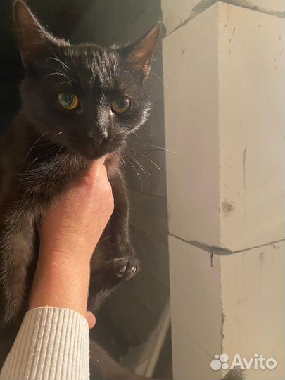 Котенок в добрые руки