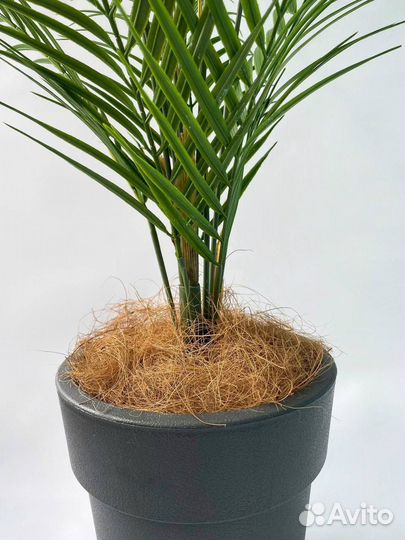 Пальма искусственная декоративная в кашпо