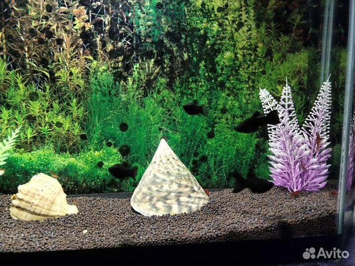 Аквариум