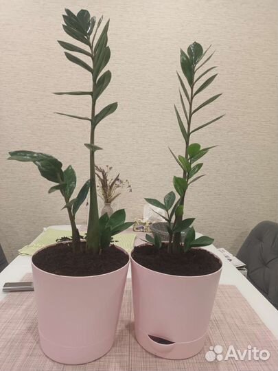 Замиокулькас