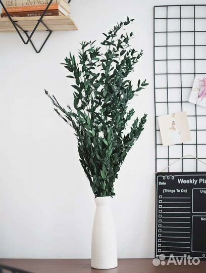 Сухоцвет эвкалипт стабилизированный