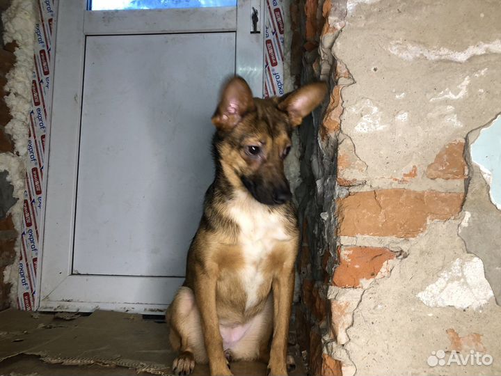 Собака ищет хозяина
