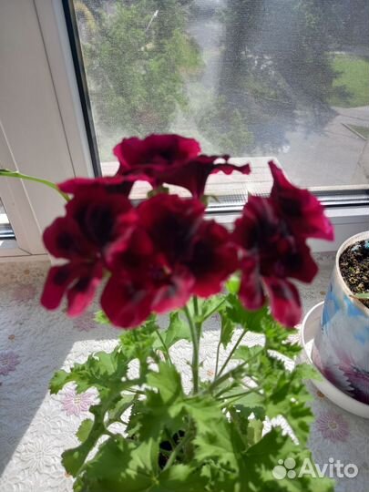 Пеларгония герань сортовая