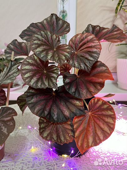 Бегония декаротивно лиственная Малайзия