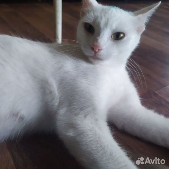 Котята белые и чёрные в добрые руки