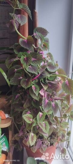 Колеус (крапивка)