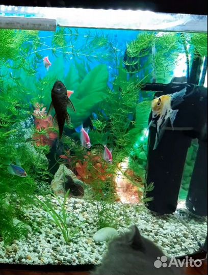 Продаем аквариум 50 л. б/у