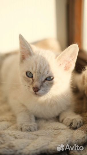 Супер красивые рыжики-персики-рысики ждут чуда