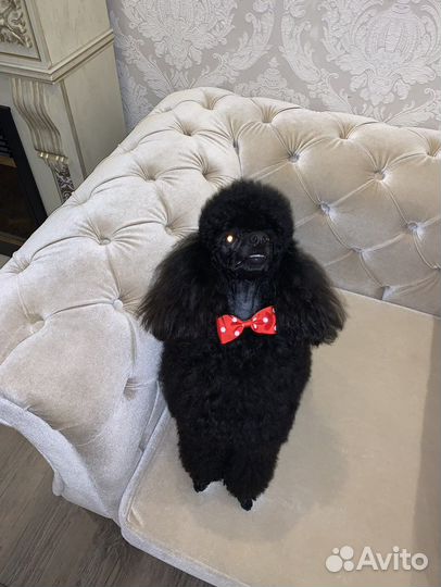 Кобель пудель вязка