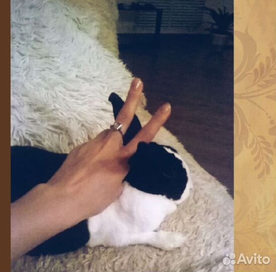 Декоративный кролик в добрые руки