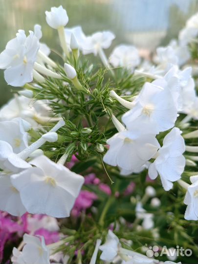 Флоксы многолетние