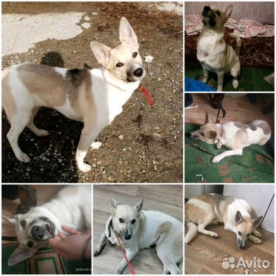 Молодая собачка