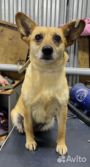 Собака в добрые руки