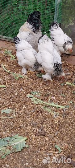 Куры и петухи брама