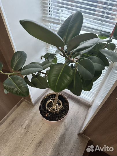 Фикус каучуконосный большой