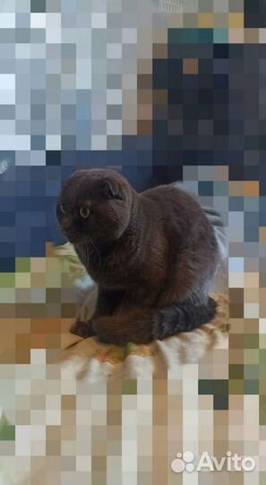 Шотландский плюшевый кот на вязку