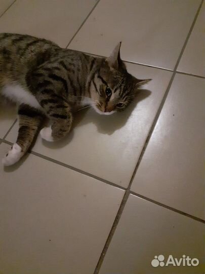 Котик в добрые руки