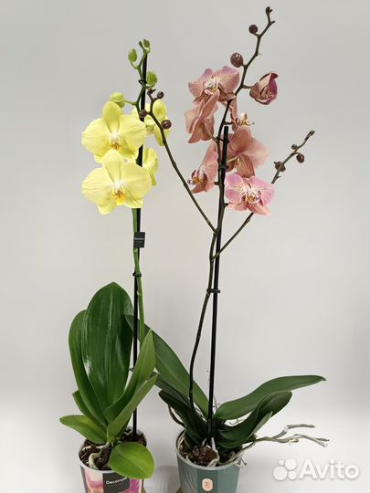 Орхидеи Фаленопсис Ferrara и Leco