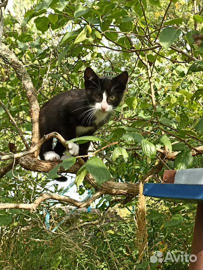 Котята в добрые руки бесплатно