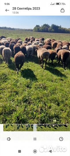 Отара овец