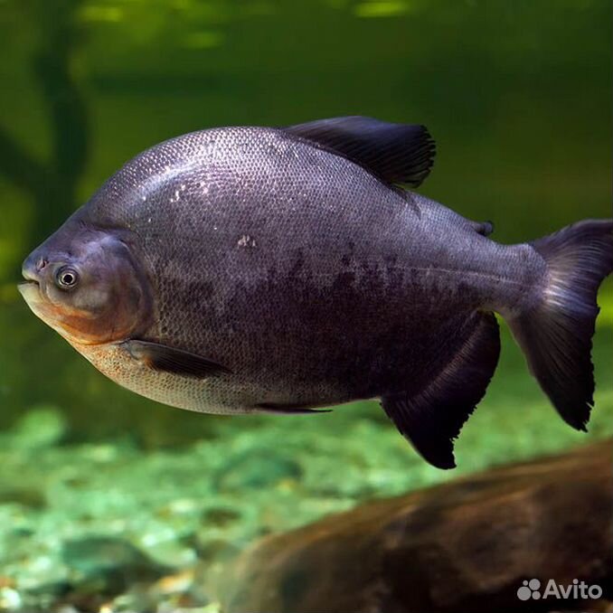 Пиранья Красный Паку (Piaractus brachypomus)