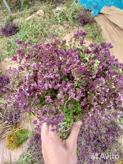 Душица, зверобой, мились2023