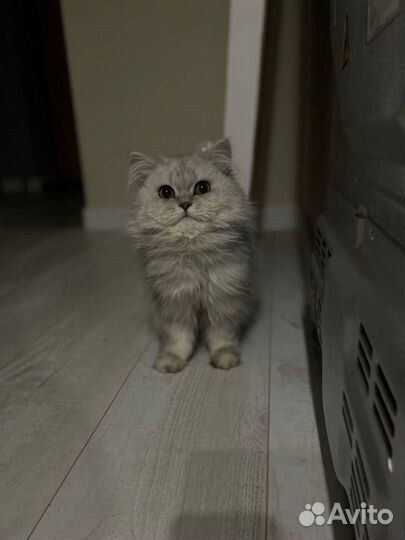 Шотландский кот