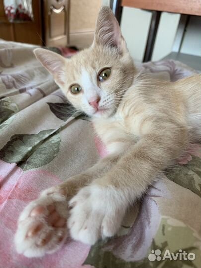 Кошка в дар