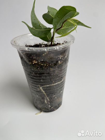 Фикус вианди