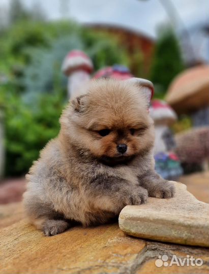 Щенки померанского шпица